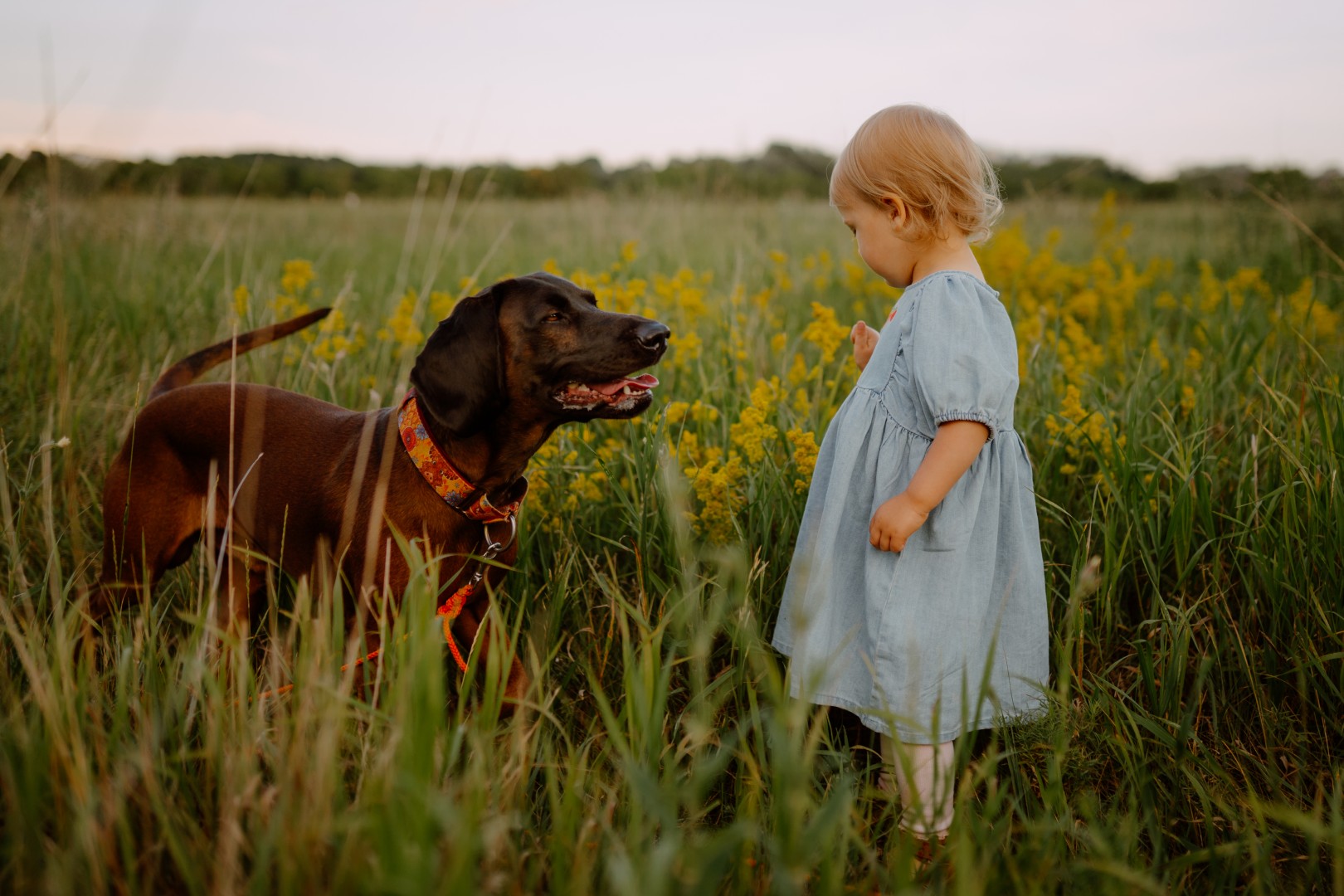 dziecko i pies na sesji zdjęciowej w Poznaniu