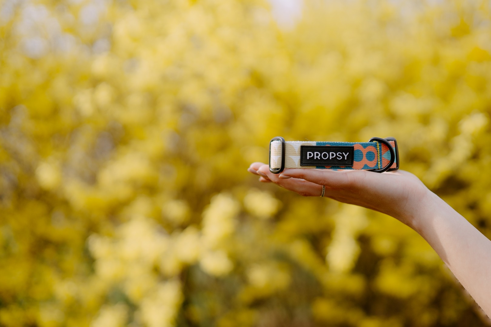 obroża dla psa kolorowe tło